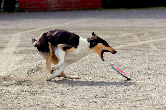 1353981906~-Smooth-Collie-playing-with-a-disc.jpg