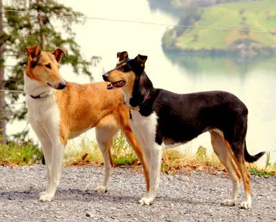 1353981907~-Smooth-Collie-Lovers.jpg