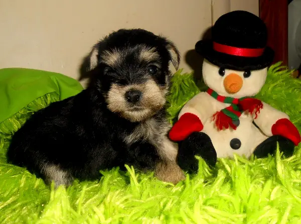 1353982488~Snorkie-puppy-with-Snowman-teddy.jpg