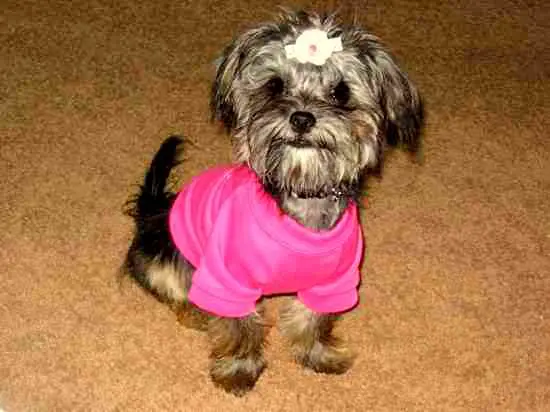 1353982492~Cute-Snorkie-puppy-wearing-a-pink-shirt-.jpg