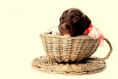 1353983514~Small-Munsterlander-puppy-in-wicker-basket.jpg