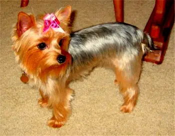 1353984538~Australian-Silky-Terrier-with-a-pink-ribbon-.JPG