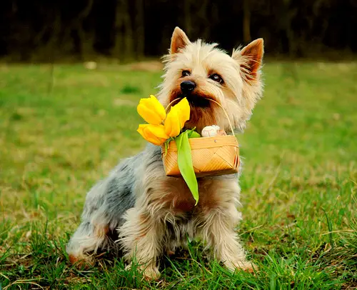 1353984539~Australian-Silky-Terrier-Puppy-carrying-a-basket-of-flowers.jpg