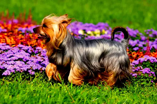 1353984541~Australian-Silky-Terrier-in-a-Flower-Garden.jpg