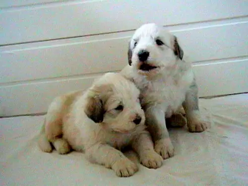 1353986034~Cute-South-Russian-Ovtcharka-Puppies.jpg