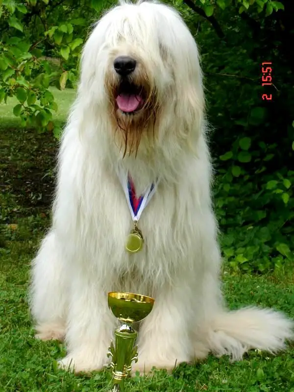 1353986037~South-Russian-Ovtcharka-won-Gold-Medal.jpg