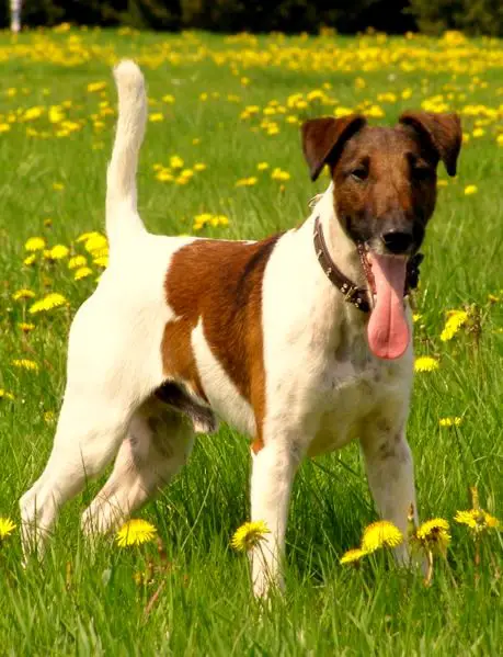 1353987603~Smooth-Fox-Terrier-tongue-out.jpg