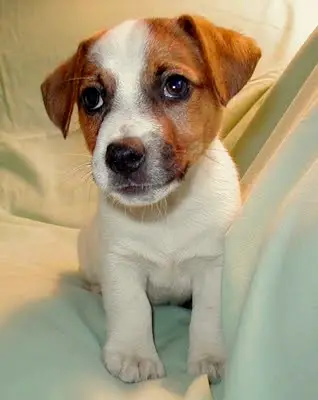 1353987604~cute-Smooth-Fox-Terrier-Puppy.jpg