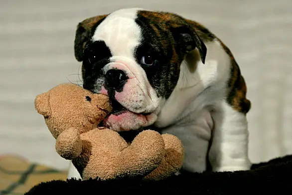 1354033743~Tricolored-Australian-Bulldog-biting-a-teddybear.jpg