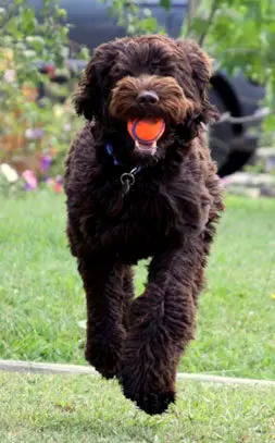 1354034707~Brown-Australian-Labradoodle-Catched-a-Ball.jpg