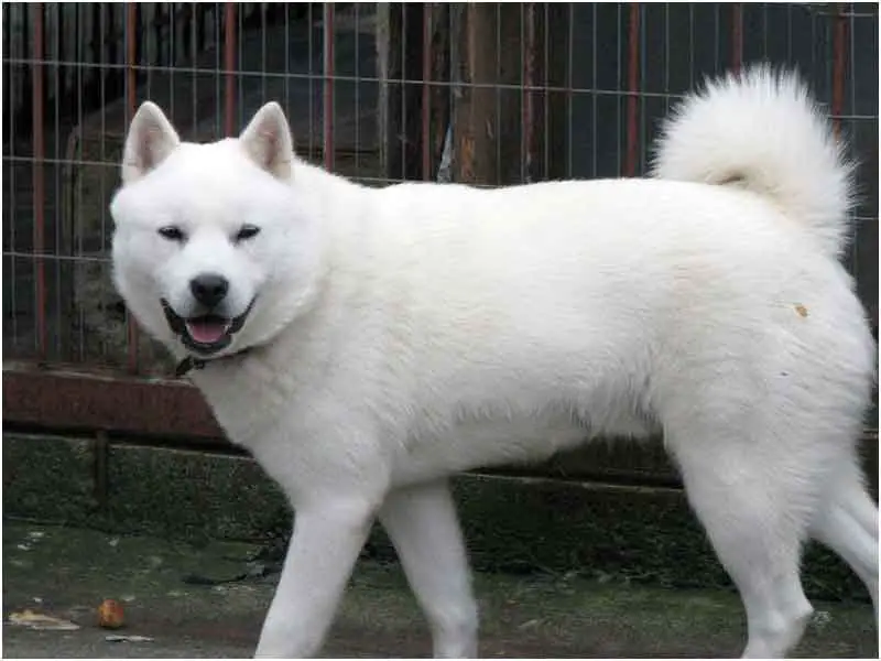1354039041~Big-White-Ainu-dog-standing-in-front-of-a-cage-.jpg