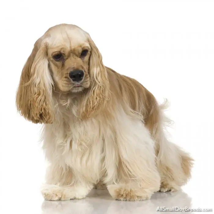 1354039691~white-and-brown-long-haired-American-Cocker-Spaniel-standing-infront-of-white-screen.jpg