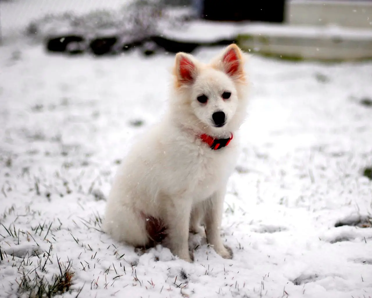 1354122011~Pretty-American-Eskimo-Dog-in-the-Snow.jpg