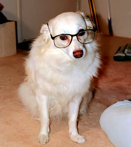 1354122015~American-Eskimo-Dog-wearing-eyeglasses.jpg