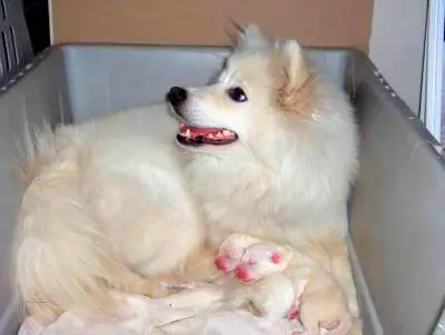 1354122016~American-Eskimo-Dog-with-new-born-Puppies.jpg