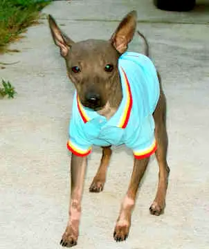 1354122328~BrownWhite-American-Hairless-Terrier-wearing-polo-shirt.jpg