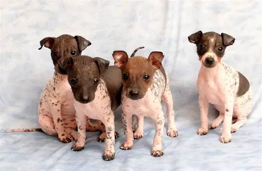 1354122332~BrownWhite-American-Hairless-Terrier-Puppies.jpg