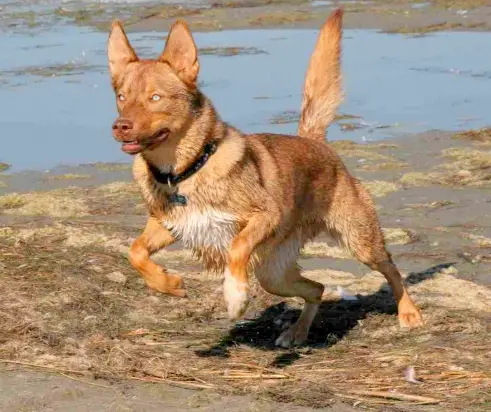 1354122824~Golden-American-Indian-Dog-Running-near-the-seashore.jpg
