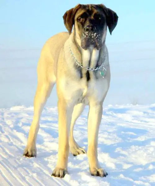 1354123583~Golden-American-Mastiff-Guard-in-the-Snow.jpg