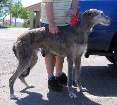 1354123863~Tricolored-American-Staghound.jpg