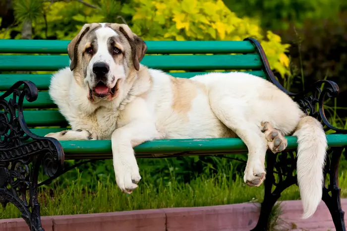 1354125827~Tricolored-Spanish-Mastiff-Sitting-in-a-Bench.jpg