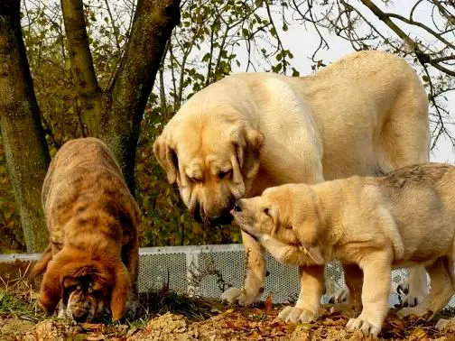 1354125832~Golden-Spanish-Mastiff-mother-and-puppies.jpg