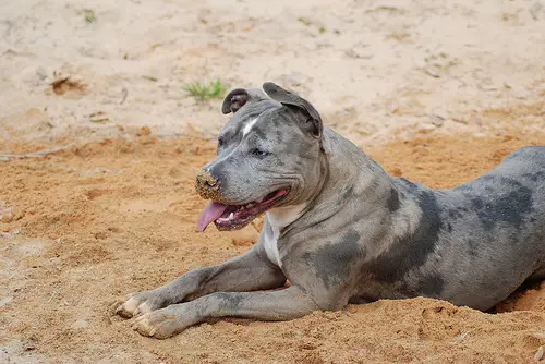 1354204086~Black-American-Crested-Sand-Terrier-sitting-on-the-sand-.jpg