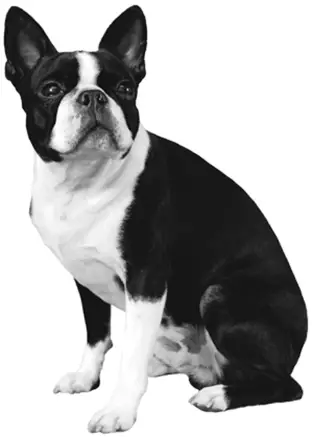 1354209787~white-and-black-striped-American-French-Bulldog-infront-of-white-screen.jpg