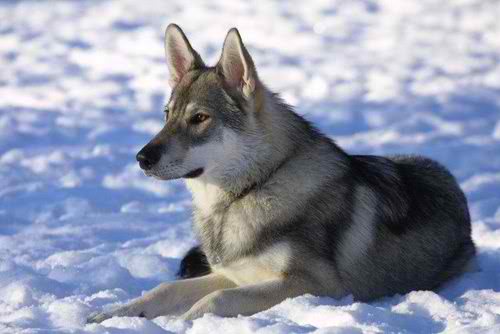 1354291190~BlackWhite-Tamaskan-Dog-in-the-Snow.jpg
