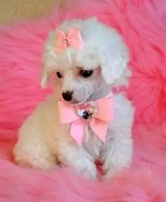 1354291556~White-Teacup-Poodle-in-Pink-Ribbon.jpg