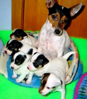 1354292558~Tenterfield-Terrier-mother-with-puppies.jpg