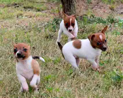 1354292673~BrownWhite-Tenterfield-Terrier-Puppies.jpg