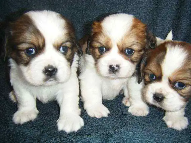 1354294830~Tricolored-Tibalier-Puppies.jpg