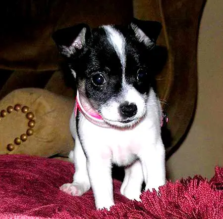 1354378183~Toy-Fox-Terrier-Puppy-standing-above-the-pink-couch.jpg