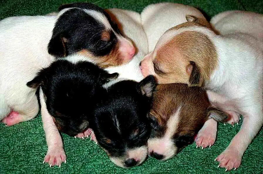 1354378184~Tricolored-Toy-Fox-Terrier-Puppies.jpg