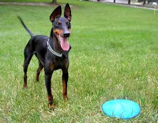1354378659~Toy-Manchester-Terrier-playing-frisbee.JPG