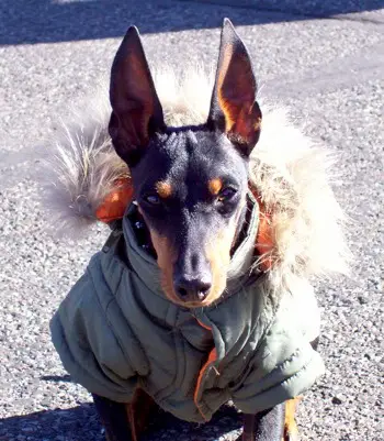 1354378661~Toy-Manchester-Terrier-Puppy-wearing-coat.jpg