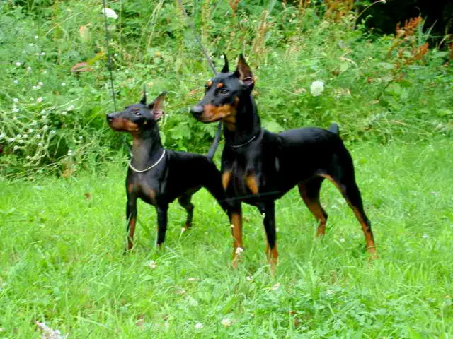1354378663~Toy-Manchester-Terrier-in-Hunting-mode.jpg