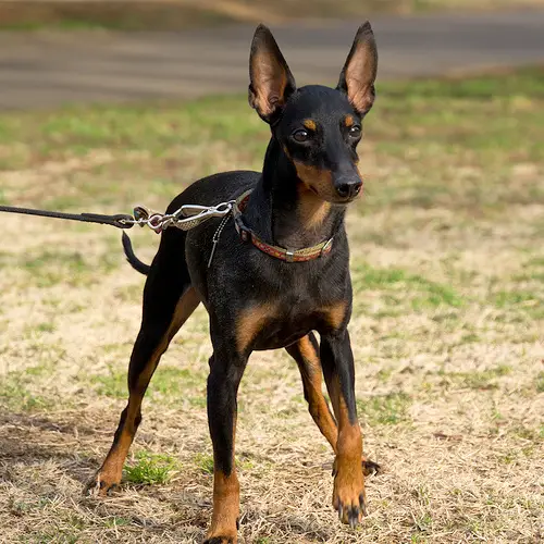 1354378664~Serious-Looking-Toy-Manchester-Terrier.jpg
