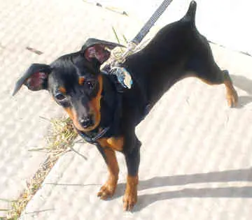 1354380845~black-and-brown-American-Rat-Pinscher-is-in-the-sun.jpg