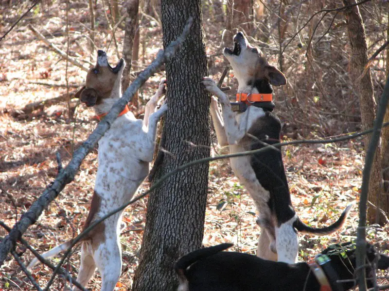 1354381733~Two-American-Treeing-Feist-Dog-is-trying-to-climb-a-tree.jpg