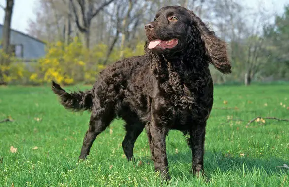 1354383032~Black-American-Water-Spaniel-dog-is-having-a-look-at-the-field-.jpg