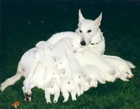 1354383538~American-White-Shepherd-with-lots-of-puppy.jpg