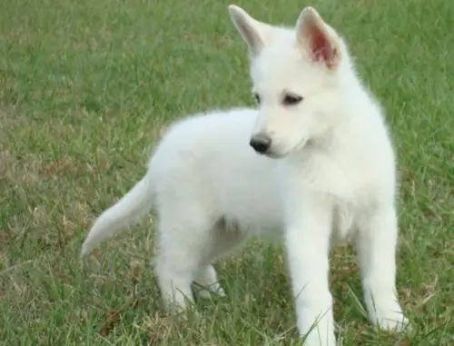 1354383539~Little-American-White-Shepherd-puppy-is-exploring-alone-.jpg