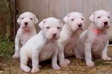1354427543~Argentine-Dogo-Puppies.jpg