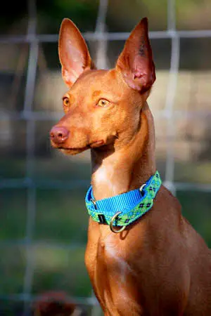 1354429475~Beautiful-Andalusian-Podenco-with-blue-collar-.jpg