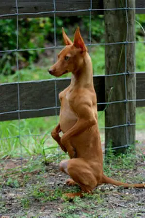 1354429477~Andalusian-Podenco-Puppy-Standing.jpg