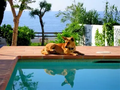 1354429717~Andalusian-Podenco-near-the-pool.jpg