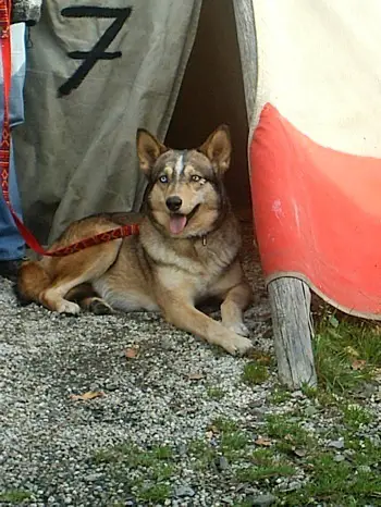 1354430422~Brown-American-Indian-Dog-Laying-down-under-the-tent.jpg