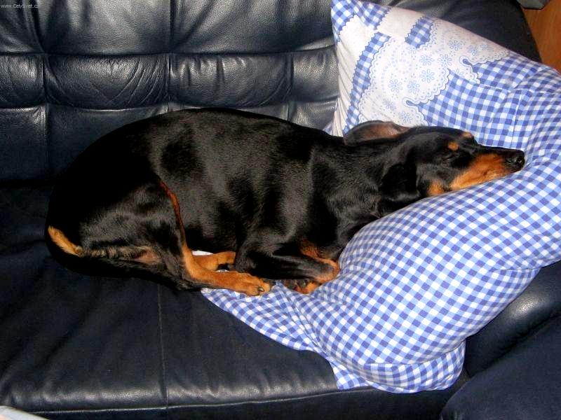 1354431764~Slovakian-Hound-laying-down-in-the-couch-with-blue-pillow.jpg